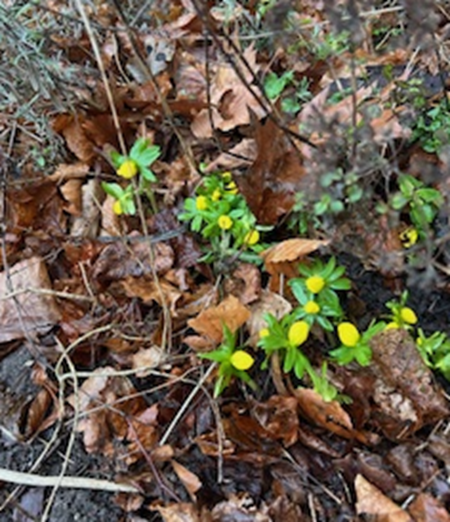 blomster