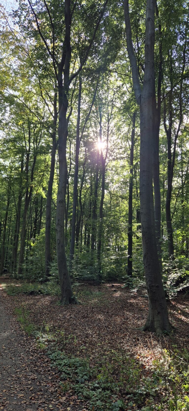 Efterår2